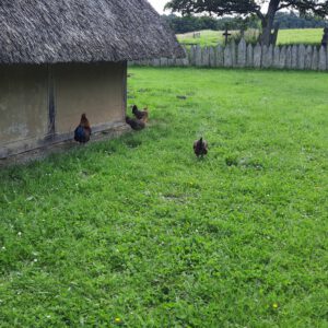 Cougartreffen Dänemark 2024