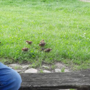 Cougartreffen Dänemark 2024